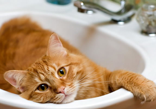 养猫注意事项 给猫洗澡的10个注意事项