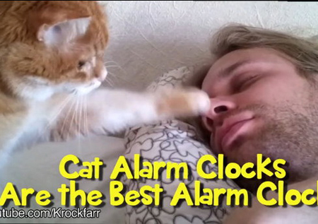 猫闹钟让你早上起来都是多么美好的一天