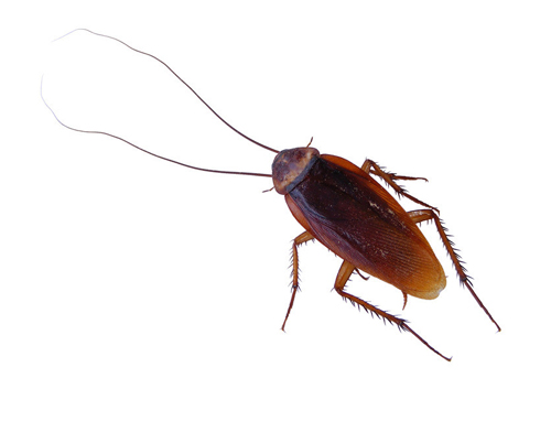 家里有蟑螂怎么办  灭蟑螂最有效的方法推荐