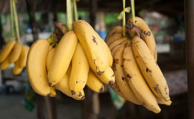 ​天热时怎么存放香蕉不易腐烂 悬挂在通风处还是经常喷水保湿 