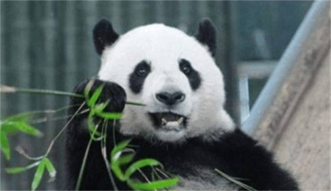 大熊猫通常一天吃多少斤竹叶 为什么会从肉食动物转变为素食动物 