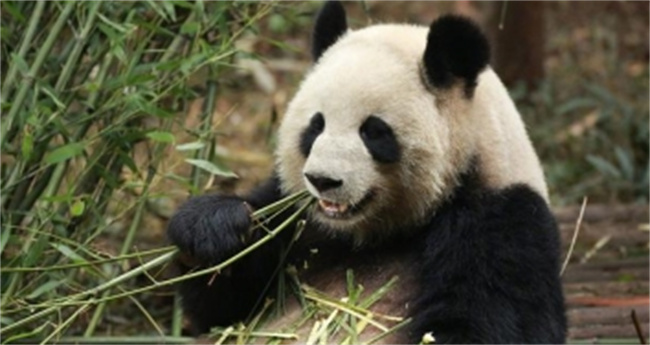 大熊猫通常一天吃多少斤竹叶 为什么会从肉食动物转变为素食动物 