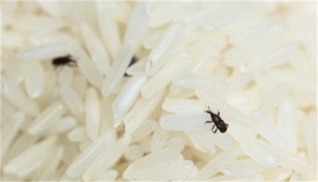 去米虫的妙招有哪些 防止米虫有哪些方法 