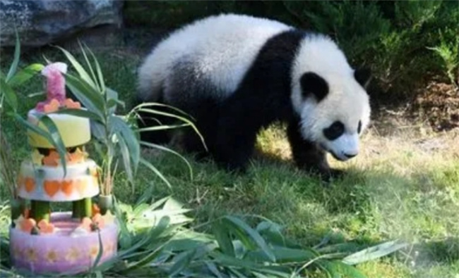 ​大熊猫“圆梦”即将回家了吗 