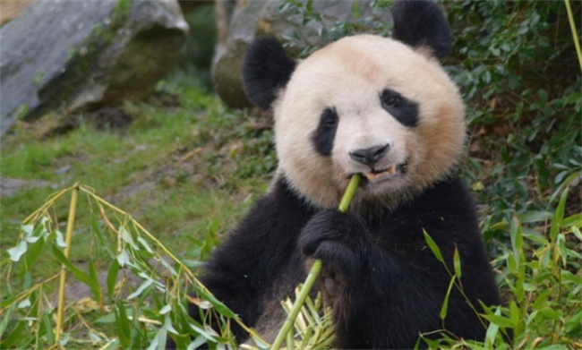 ​大熊猫“圆梦”即将回家了吗 