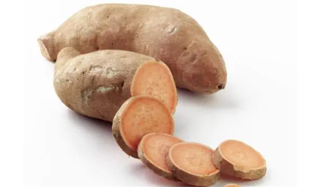 红薯的热量 红薯长出芽还能吃吗 