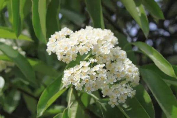 石楠花的花期有多长 石楠花养多长时间会开花