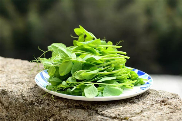 什么野菜抗癌最有效 野菜都有哪些品种可以吃