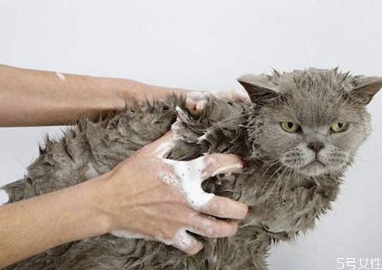 猫洗澡吹半干可以吗 猫洗澡后不吹干的危害
