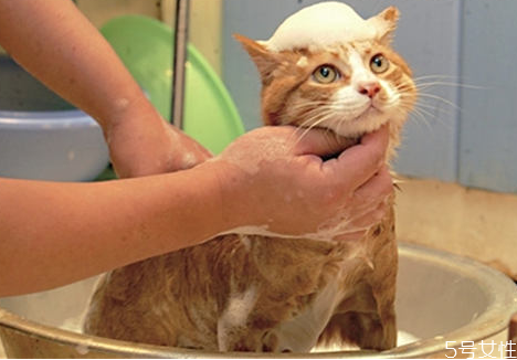 猫洗澡吹半干可以吗 猫洗澡后不吹干的危害