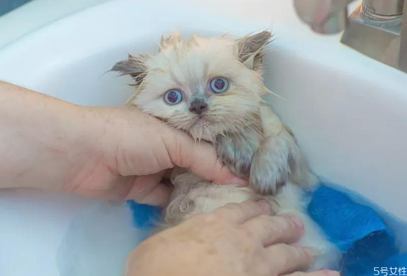 猫咪洗完澡不吹干会死吗 猫洗完澡怎么吹干