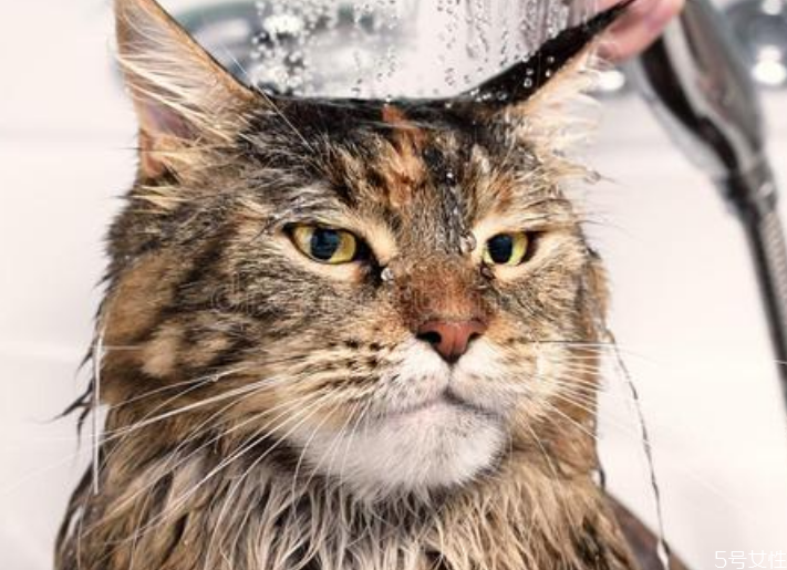 猫咪洗完澡不吹干会死吗 猫洗完澡怎么吹干