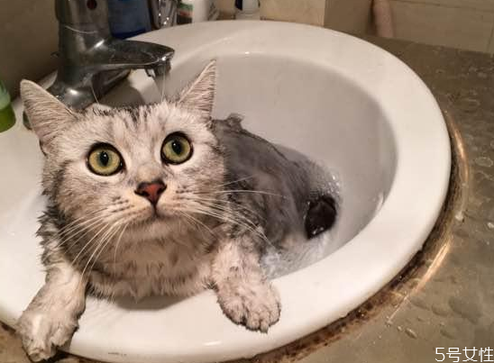 猫洗澡毛没吹干怎么办 猫咪洗澡怎么快速吹干