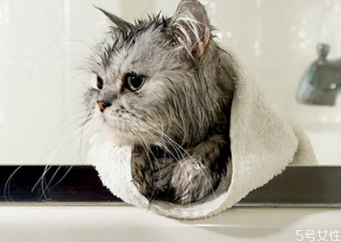猫洗澡毛没吹干怎么办 猫咪洗澡怎么快速吹干