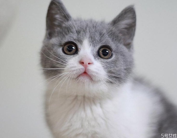 英短猫多少钱一只 英短什么毛色最贵