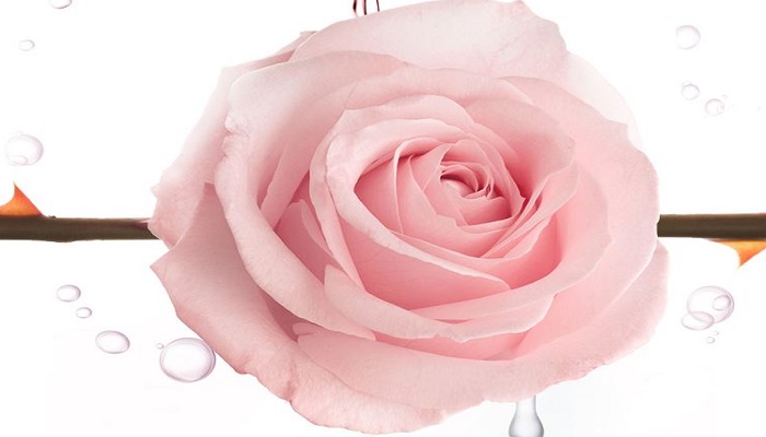 土耳其玫瑰水对肌肤有什么作用 土耳其玫瑰水功效 