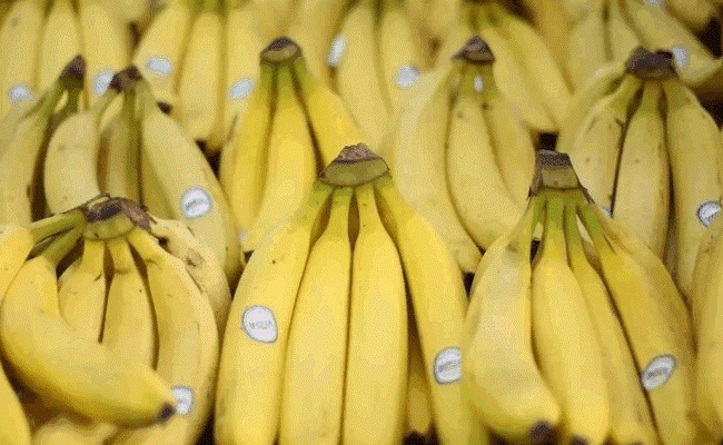 香蕉成熟后是怎么变弯的，有哪些影响因素 
