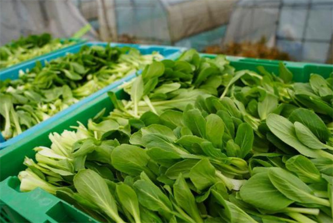 生食水生蔬菜有感染肝片形吸虫病风险吗，该如何正确吃蔬菜 