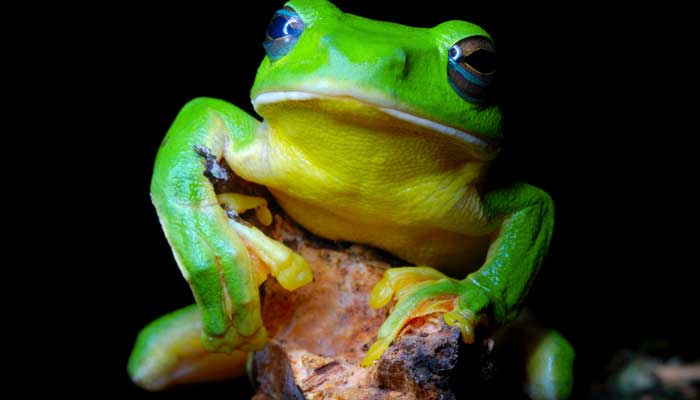林蛙是国家保护动物吗  林蛙是国家级保护动物吗 