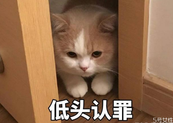 猫的道歉方式 猫咪认错的表现