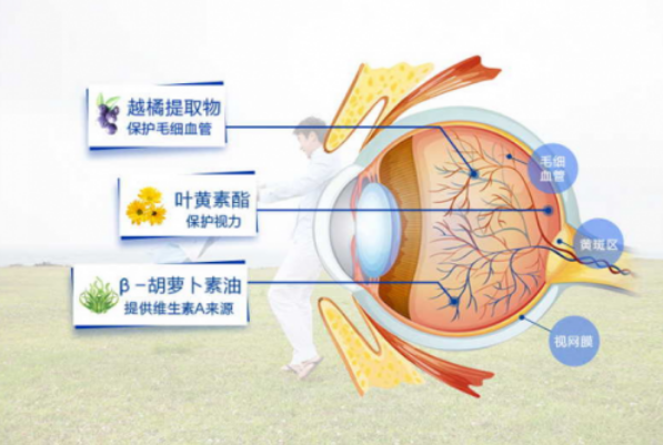 叶黄素的功效与作用 帮助维护眼部健康