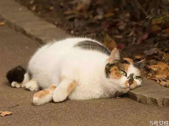 流浪猫蹭人腿绕来绕去的 流浪猫渴望被收养的表现