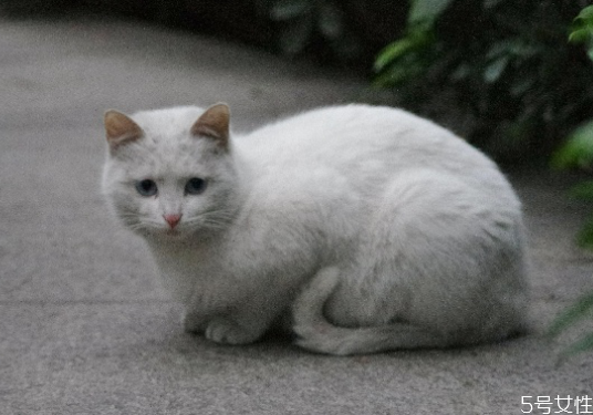 流浪猫蹭人腿绕来绕去的 流浪猫渴望被收养的表现