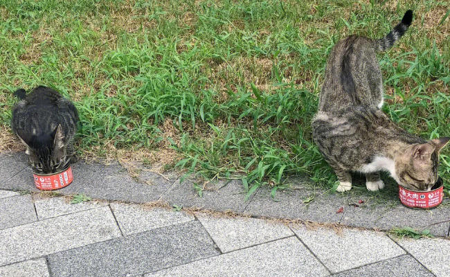 小区流浪猫管理难，如何有效有温度 