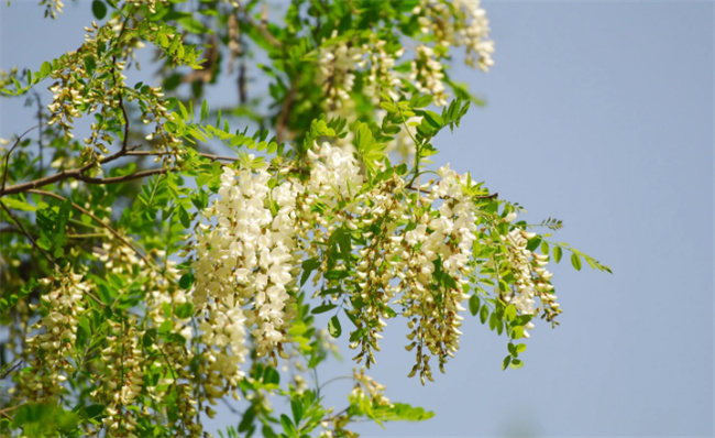 ​槐花怎样保存不变黄，槐有哪些功效 